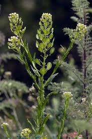 Attēlu rezultāti vaicājumam “Thlaspi arvense”