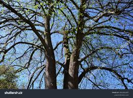 Attēlu rezultāti vaicājumam “Tilia x vulgaris”