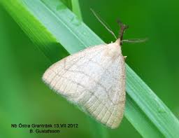 Attēlu rezultāti vaicājumam “Polypogon tentacularius male”