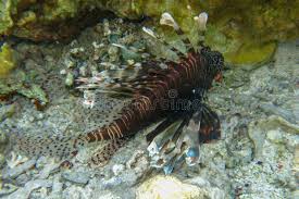 Image result for Pterois miles