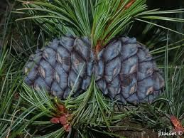 Attēlu rezultāti vaicājumam “Pinus cembra”