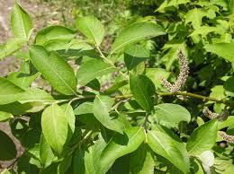 Attēlu rezultāti vaicājumam “Salix caprea”
