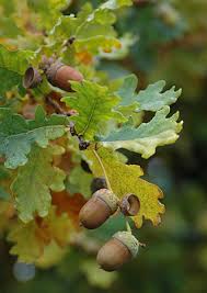 Attēlu rezultāti vaicājumam “Quercus robur bud”