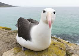 Image result for Thalassarche melanophris