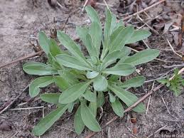 Attēlu rezultāti vaicājumam “Berteroa incana fruit”