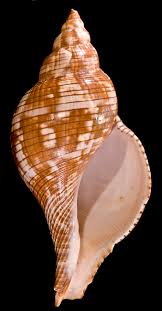 Image result for Cinctura hunteria