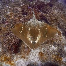 Image result for Megatrygon microps