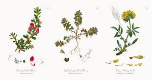 Attēlu rezultāti vaicājumam “Ononis arvensis”