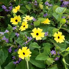 Image result for Thunbergia alata