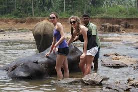 Image result for pinawella