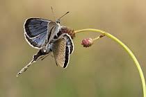 Attēlu rezultāti vaicājumam “Maculinea teleius”