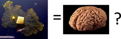 Attēlu rezultāti vaicājumam “Physarum braunianum plasmodium”