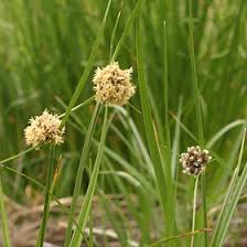 Attēlu rezultāti vaicājumam “Cyperaceae”