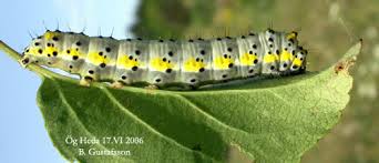 Attēlu rezultāti vaicājumam “Diloba caeruleocephala larva”