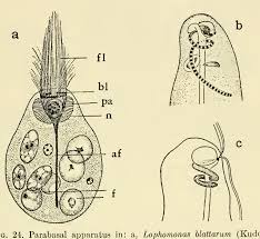 Attēlu rezultāti vaicājumam “Amaurochaete fusiformis spores”