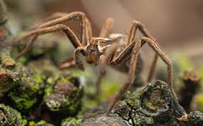 Attēlu rezultāti vaicājumam “Pisaura mirabilis male”