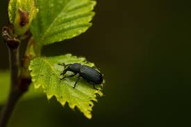 Attēlu rezultāti vaicājumam “Magdalis sp.”