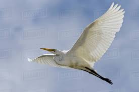 Attēlu rezultāti vaicājumam “Egretta alba”