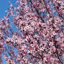 Attēlu rezultāti vaicājumam “Prunus (plum-tree) flower”
