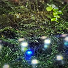 Attēlu rezultāti vaicājumam “Warnstorfia fluitans”