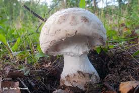 Attēlu rezultāti vaicājumam “Amanita strobiliformis”