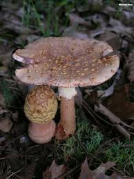 Attēlu rezultāti vaicājumam “Amanita rubescens”