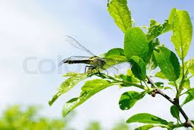 Attēlu rezultāti vaicājumam “Ophiogomphus cecilia”