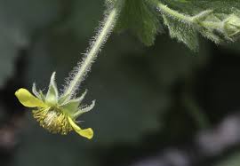 Attēlu rezultāti vaicājumam “Geum urbanum”