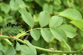 Attēlu rezultāti vaicājumam “Rosa subcanina leaf”