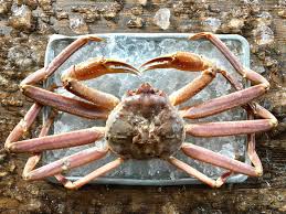 Image result for Chionoecetes opilio