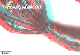 Attēlu rezultāti vaicājumam “Chara aspera”