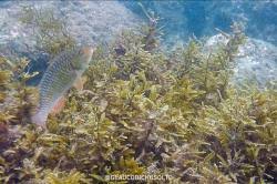 Image result for Scarus zelindae