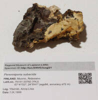 Attēlu rezultāti vaicājumam “Perenniporia subacida”