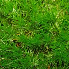 Attēlu rezultāti vaicājumam “Dicranum scoparium”