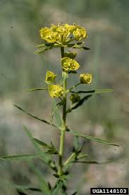 Attēlu rezultāti vaicājumam “Euphorbia virgata flower”