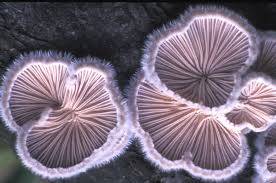Attēlu rezultāti vaicājumam “Schizophyllum commune”