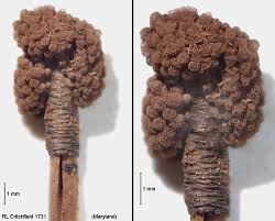 Attēlu rezultāti vaicājumam “Physarum braunianum macro”