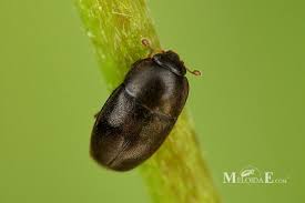 Attēlu rezultāti vaicājumam “Meligethes sp.”