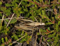 Attēlu rezultāti vaicājumam “Metrioptera brachyptera”
