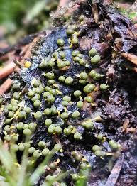 Attēlu rezultāti vaicājumam “Physarum virescens young”