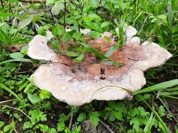 Attēlu rezultāti vaicājumam “Stereum rugosum”