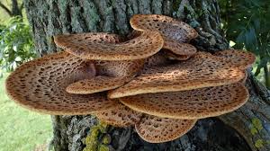 Attēlu rezultāti vaicājumam “Polyporus squamosus”