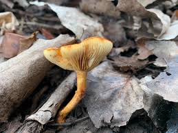 Attēlu rezultāti vaicājumam “Triplax russica”