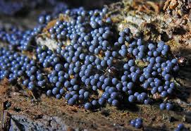 Attēlu rezultāti vaicājumam “Cribraria vulgaris”