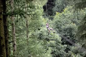 Image result for Go Ape! Dalby