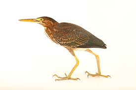 Image result for Butorides virescens