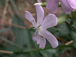 Attēlu rezultāti vaicājumam “Saponaria officinalis”
