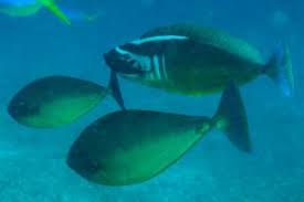 Image result for Naso hexacanthus