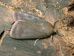 Attēlu rezultāti vaicājumam “Amphipyra livida”