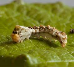 Attēlu rezultāti vaicājumam “Thyatira batis larva”